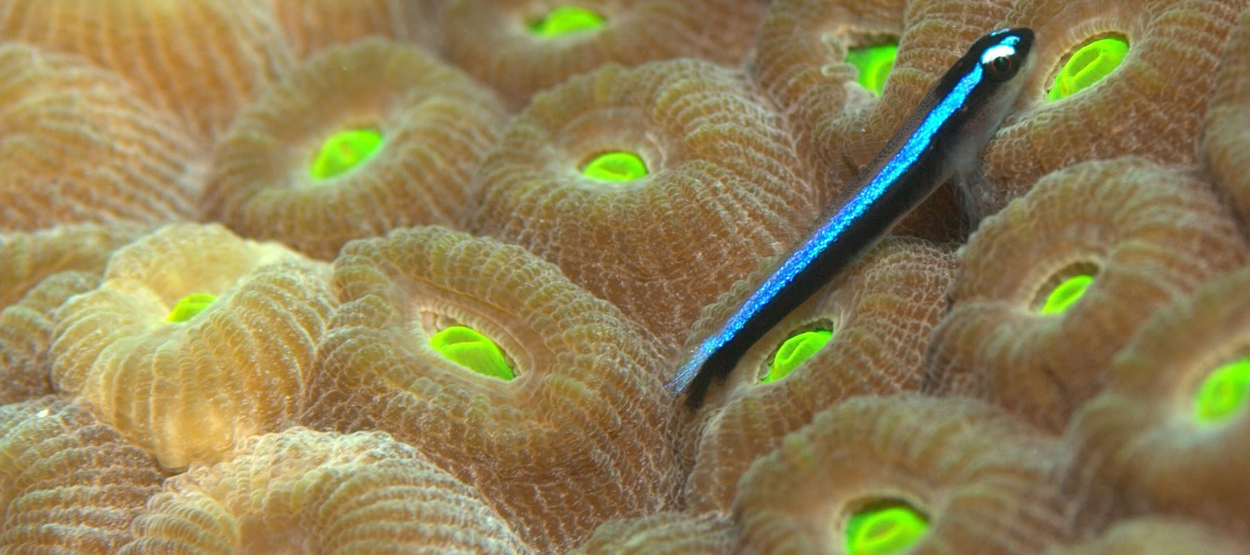 Evan D'Alessandro neon goby large