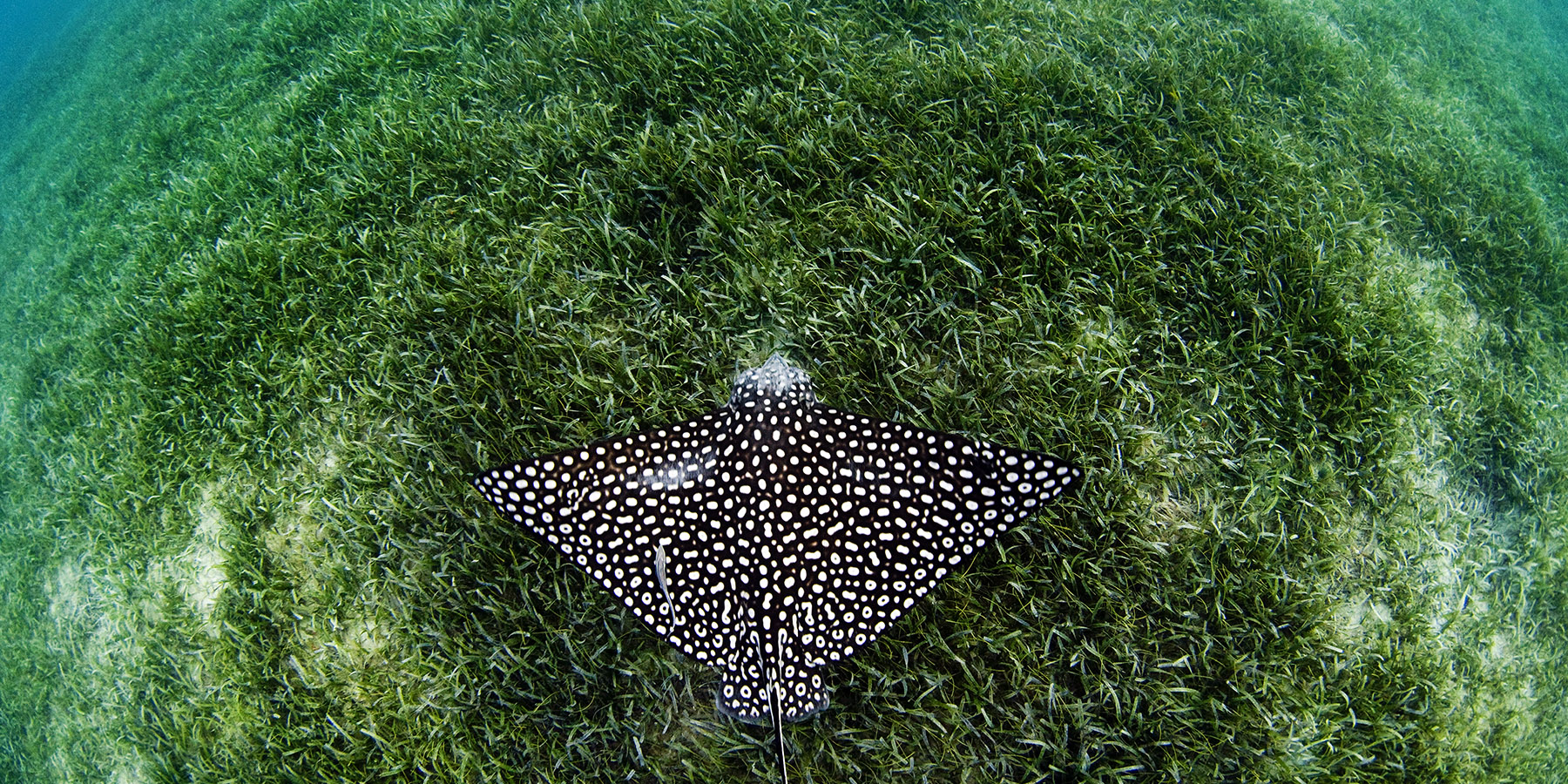 Spotted Eagle Ray © Jay Fleming