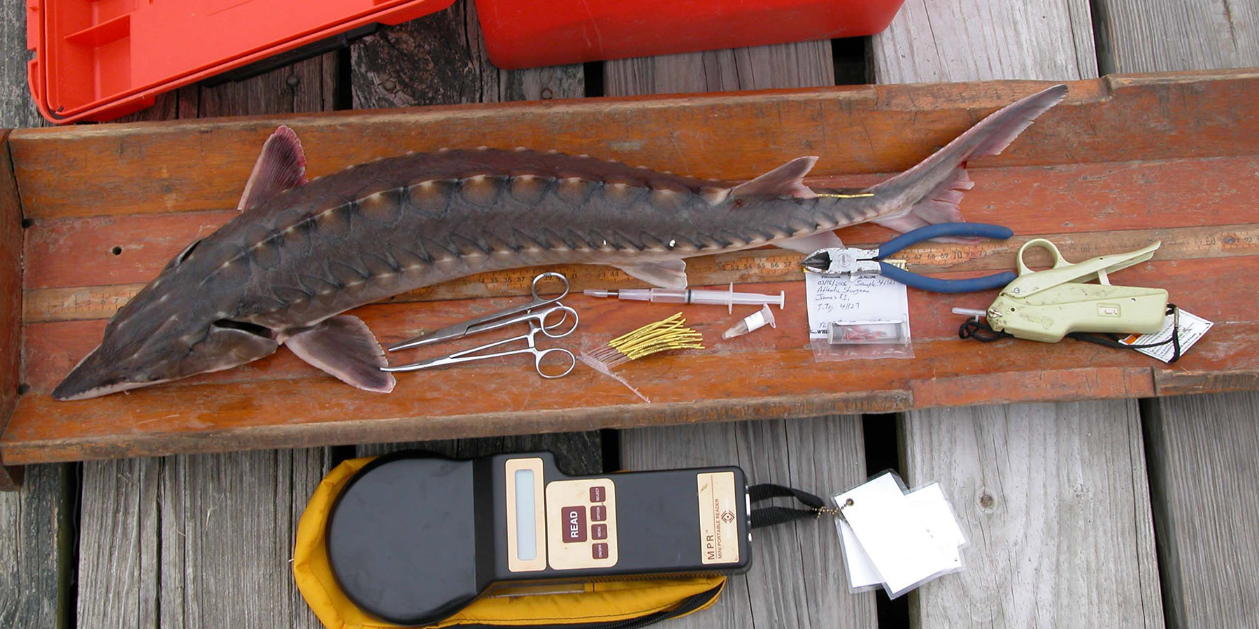 ASMFC sturgeon large