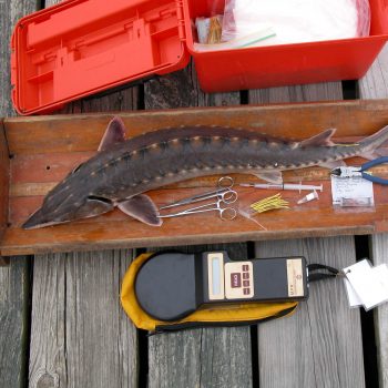 ASMFC sturgeon