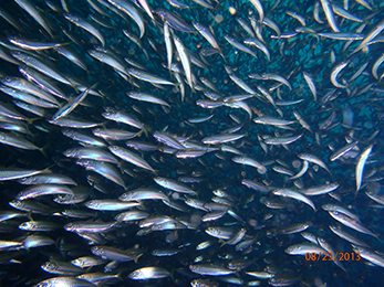 January Murray, GA DNR School of fish