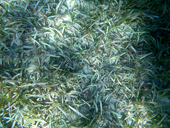January Murray seagrass 3