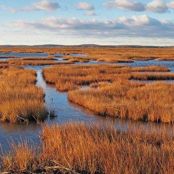 Matt Poole USFWS salt marsh sq