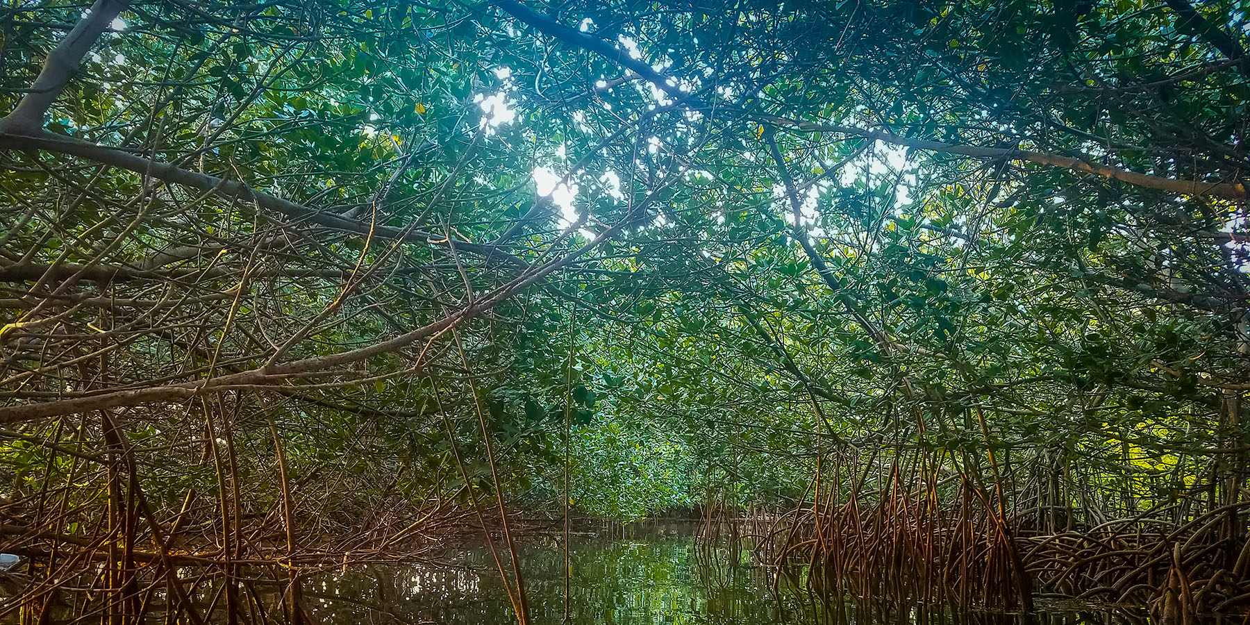 Mangroves Key West Shutterstock