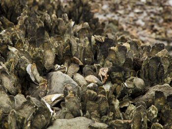 Oyster bed
