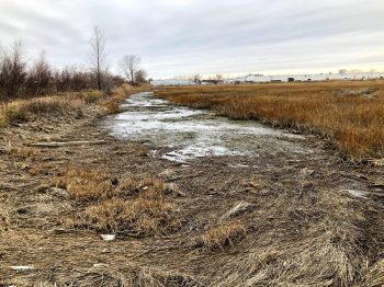 degraded salt marsh