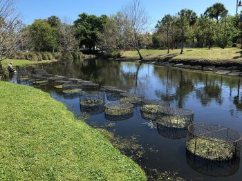 exclosures in Moore's Creek