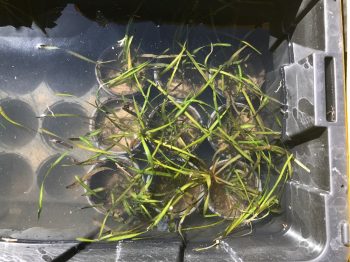 eelgrass ready for planting
