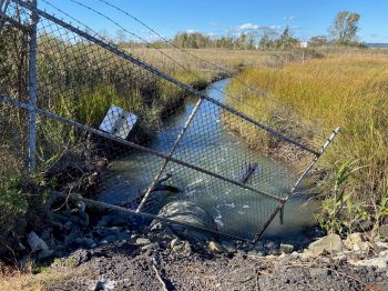 Impounded marsh